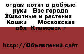 отдам котят в добрые руки - Все города Животные и растения » Кошки   . Московская обл.,Климовск г.